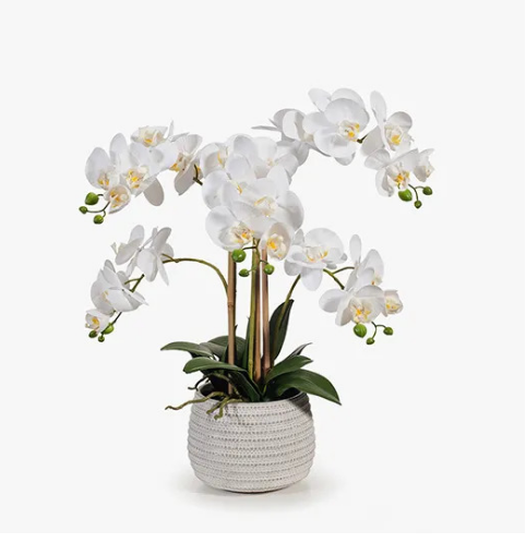 Orchid Phalaenopsis White in Pot