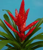 Viresea Barbara Pot Plant