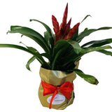 Viresea Barbara Pot Plant