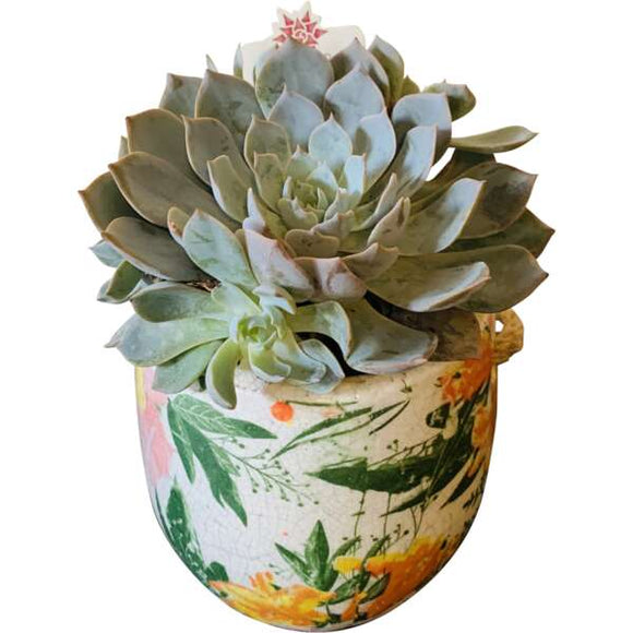 Beautiful succulent in bright coloured hanging pot.