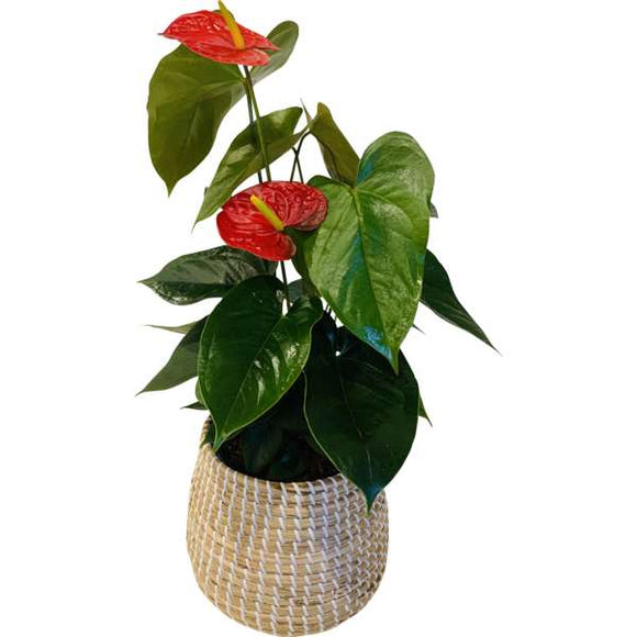 ANTHURIUM RED HEART POTTED