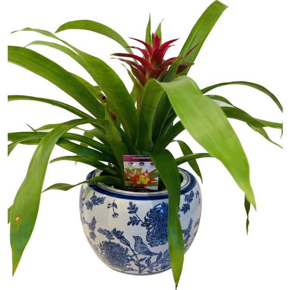 Pot Plant - Bromeliad