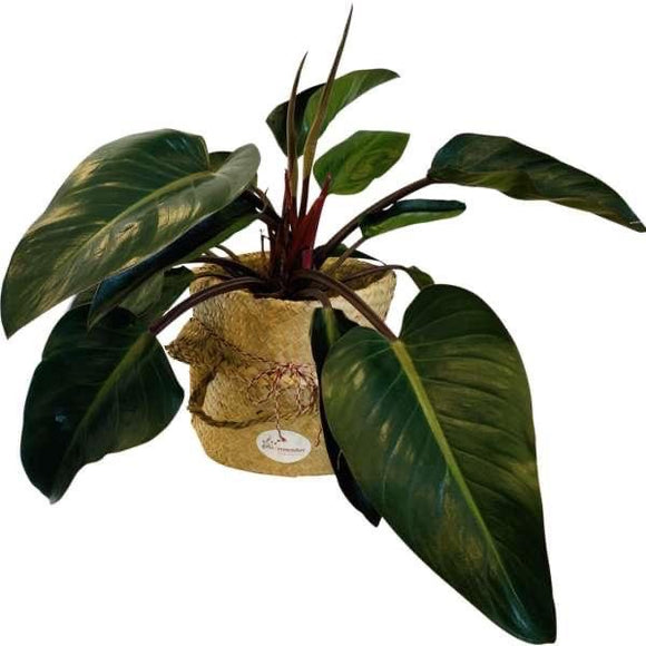 Philodendron ‘Rojo Congo