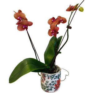 Colourful potted Orchid