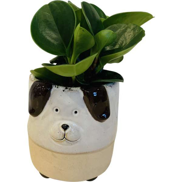Puppy Love Pot of Peperomia